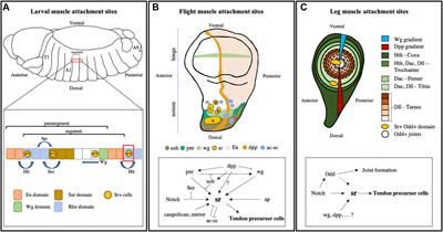 Developmental origin of tendon diversity in Drosophila melanogaster